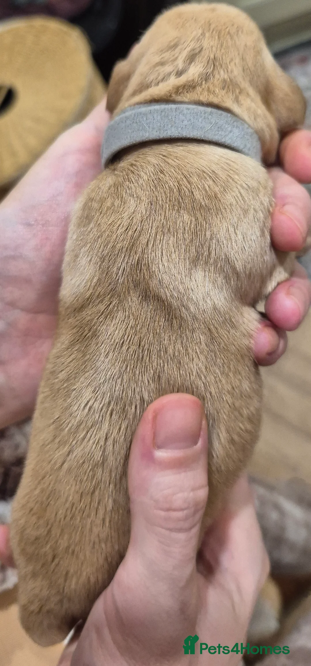 Labrador Retriever dogs for sale: KC Reg Yellow Lab Puppy - Advert 8