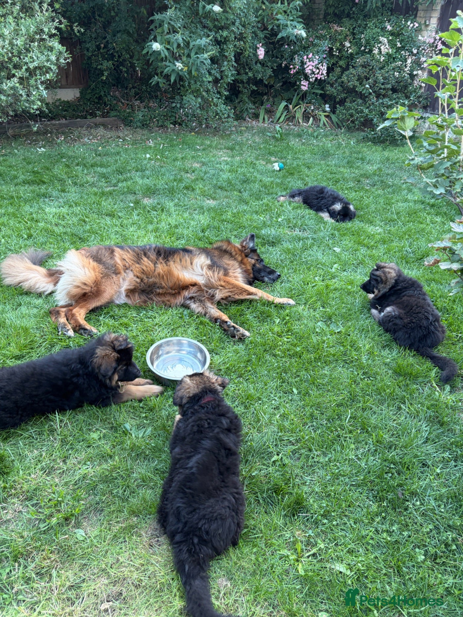 German Shepherd dogs Stunning GSD female,beautiful girl. - Advert 2