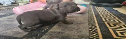 Staffordshire Bull Terrier dogs for sale: Blue staffy pups. Blue bronsen bloodline - Advert 25