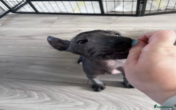 Mexican Hairless dogs for sale: Mexican hairless hairless male - Image 5