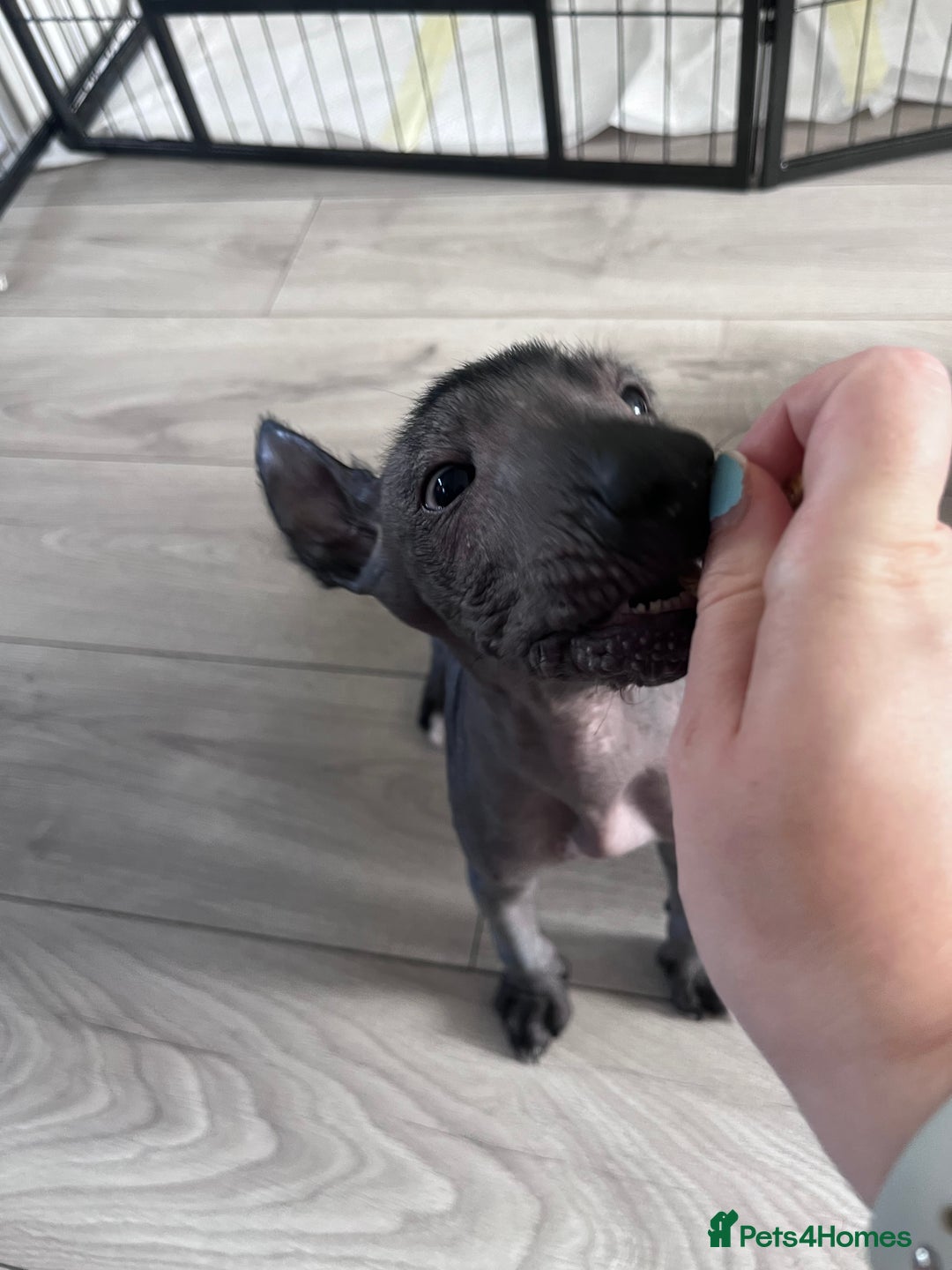 Mexican Hairless dogs for sale: Mexican hairless hairless male - Image 5