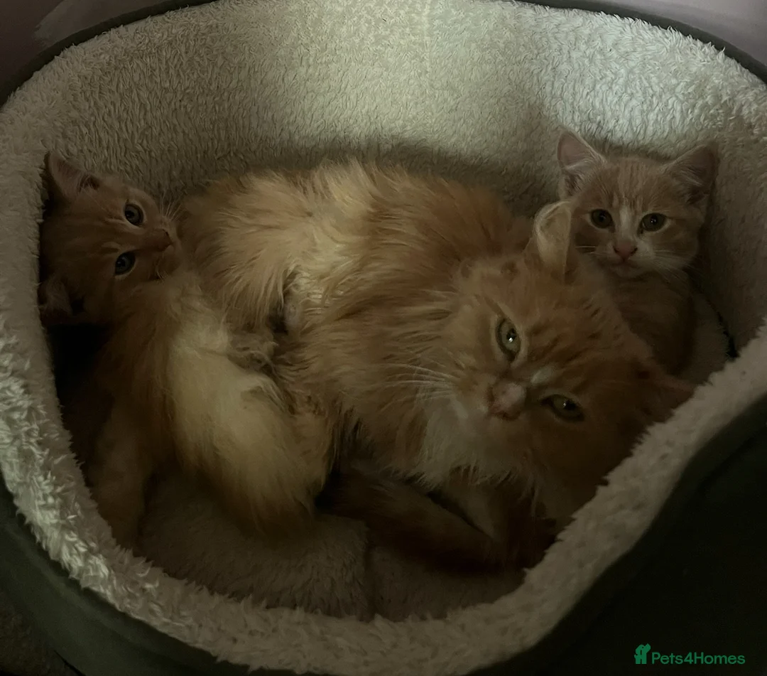 Mixed Breed cats for sale: 2 Blonde Kittens - Male and Female - Advert 2