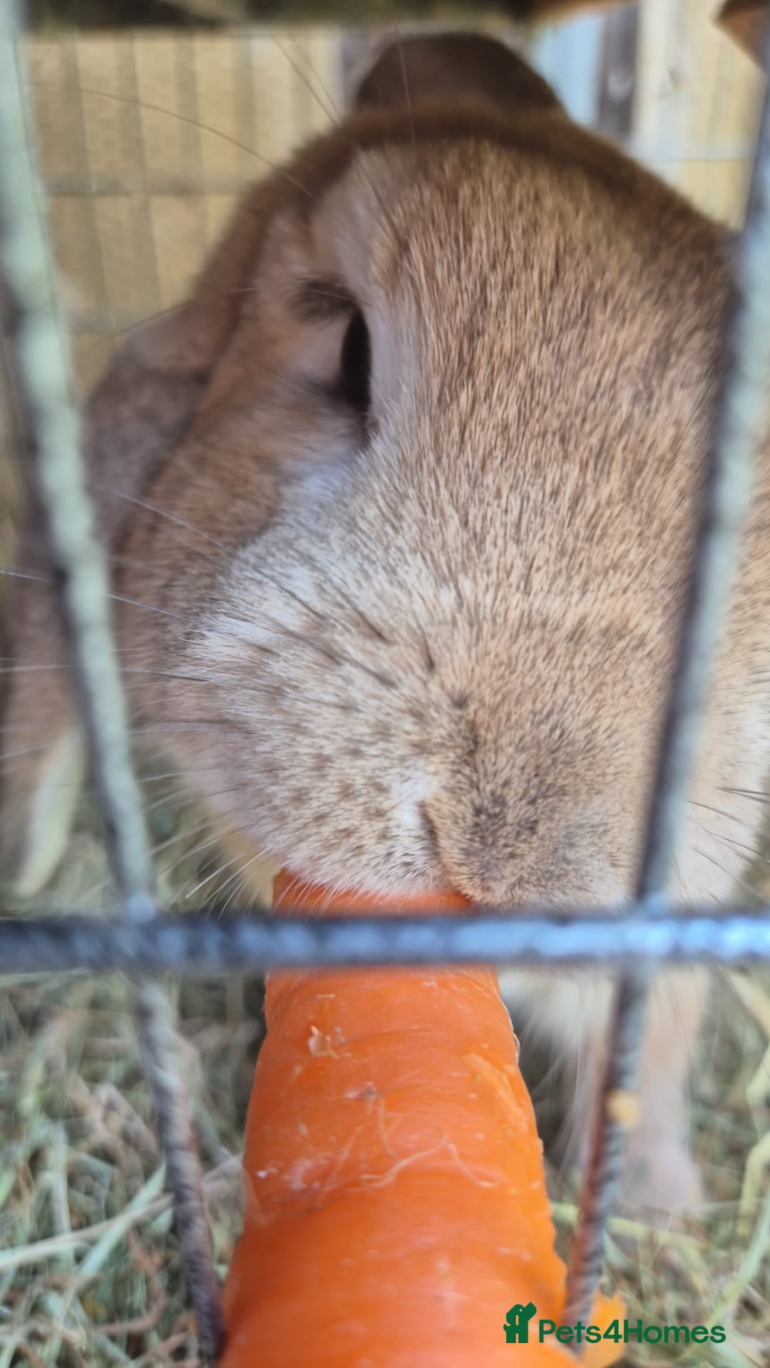 Mini Lop rabbits for sale: Bunnies - Bumbles and Honey  - Advert 6