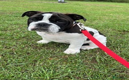 English Bulldog dogs for sale: Last Two - High Quality English Bulldog Puppies  in Atherstone - Image 4