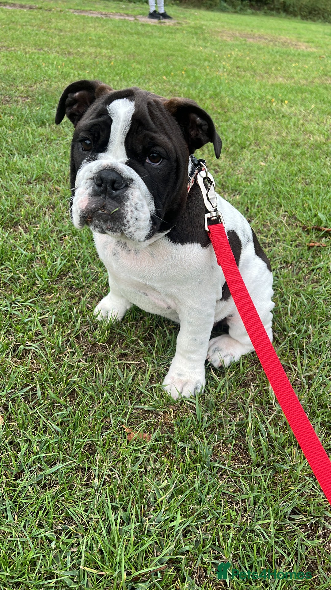 English Bulldog dogs for sale: Last Two - High Quality English Bulldog Puppies  in Atherstone - Image 4