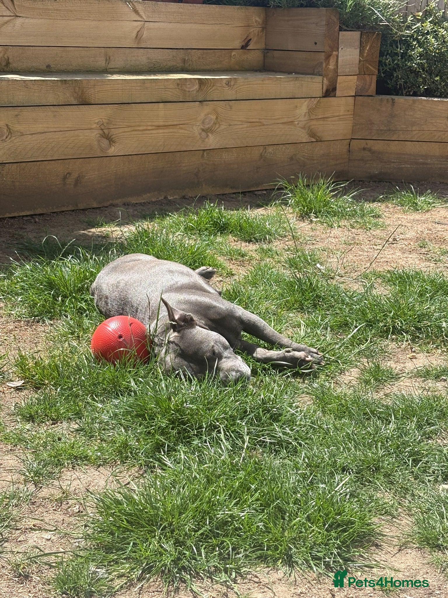Staffordshire Bull Terrier dogs for sale: KC Registered Blue & Lilac Staffy Puppies 🐾 - Advert 3