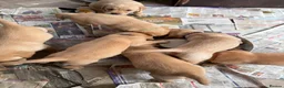 Labrador Retriever dogs for sale: K.C.Reg Superb Labrador Puppies - Advert 5