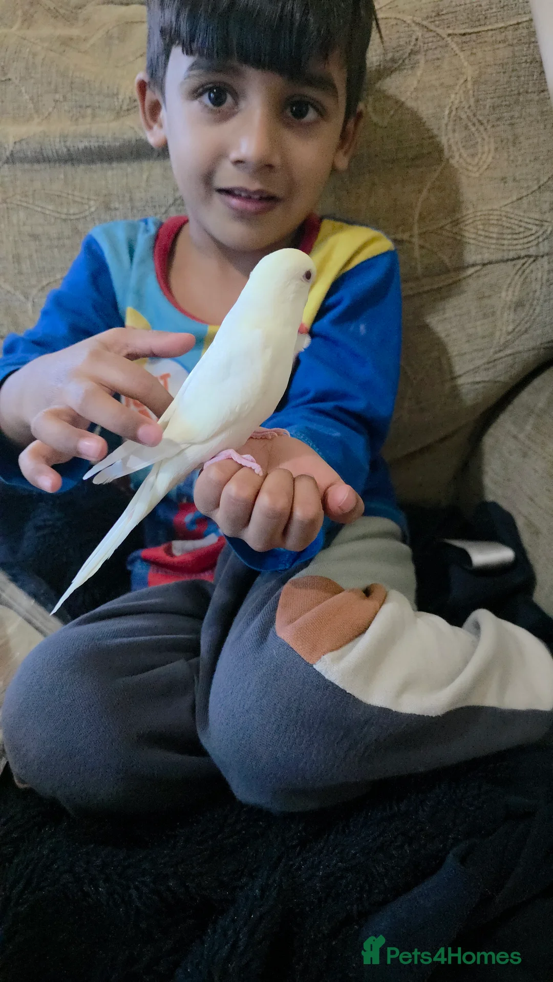 Budgerigars birds for sale: Beautiful hand tamed baby budgies for sale  - Advert 4