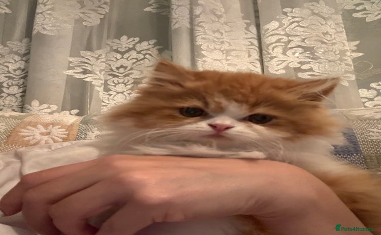 Persian cats - Advert 5