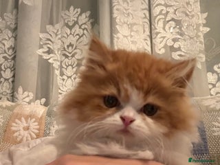 Persian cats - Advert 1