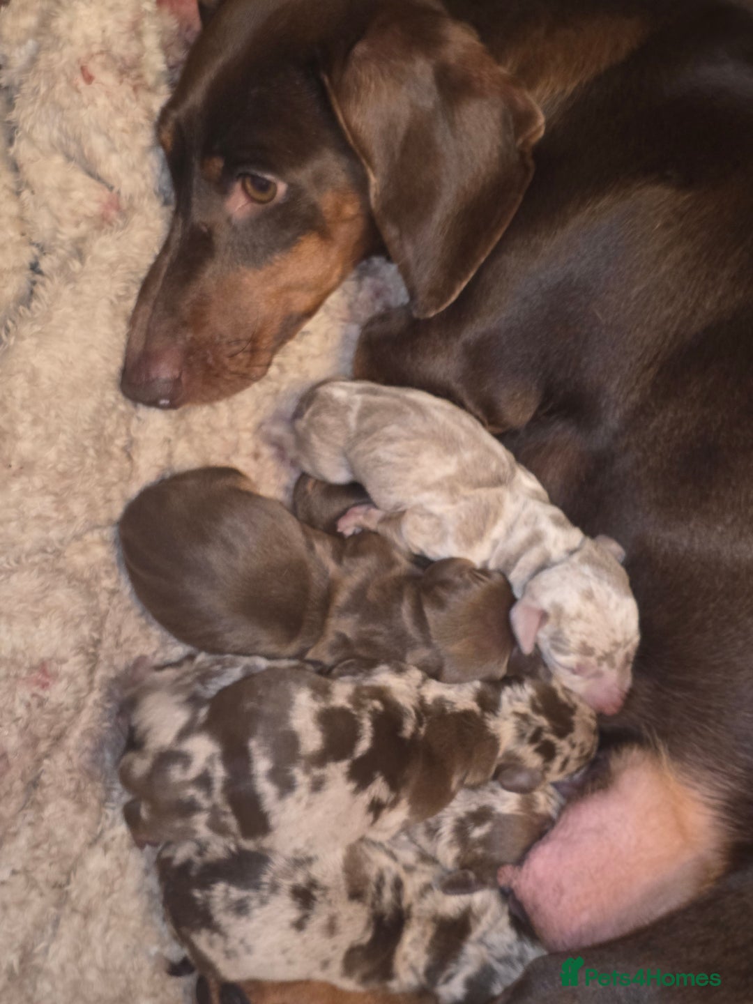 Dachshund dogs for sale: daschund puppies 1 chocolate male left - Image 4