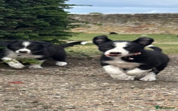 Border Collie dogs for sale: Border collie pups - Image 1