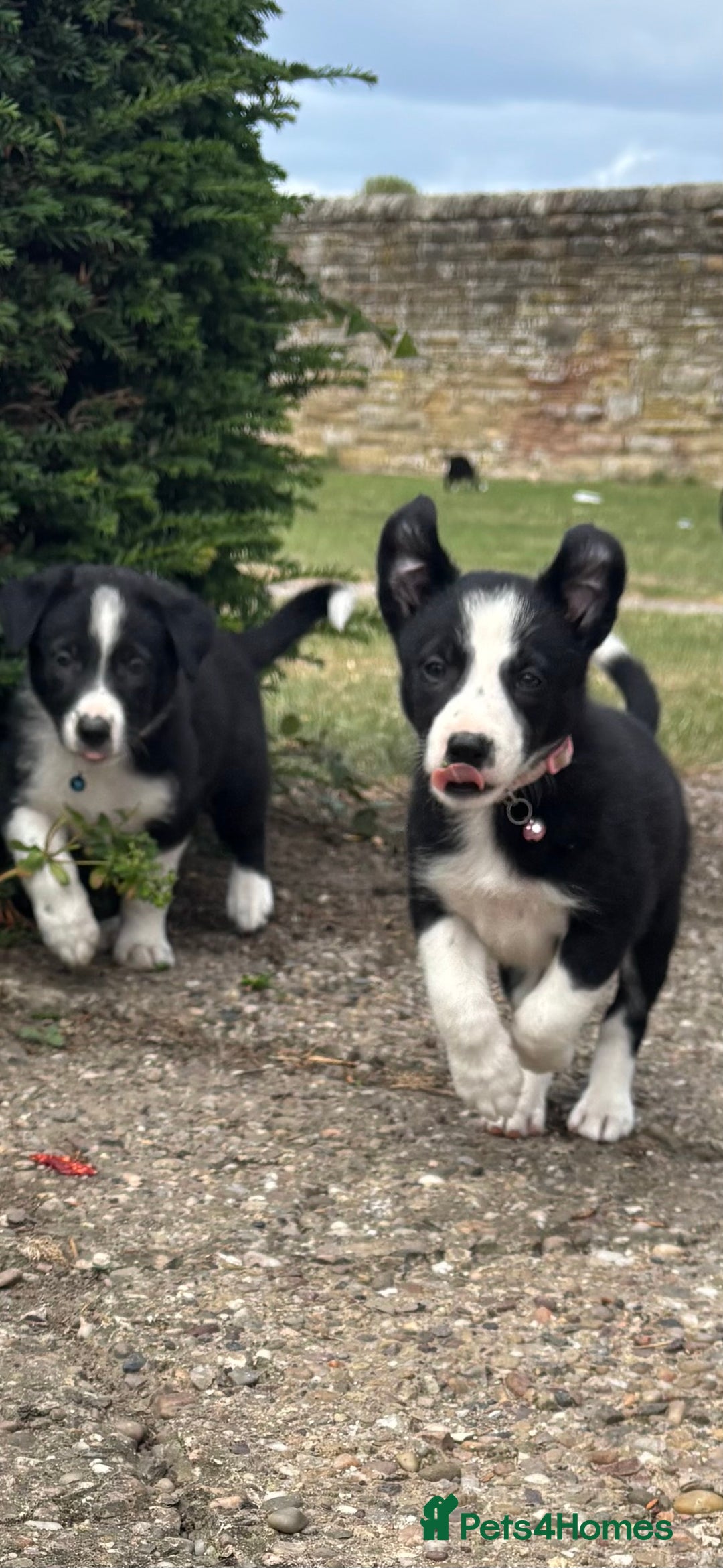 Border Collie dogs for sale: Border collie pups - Image 1