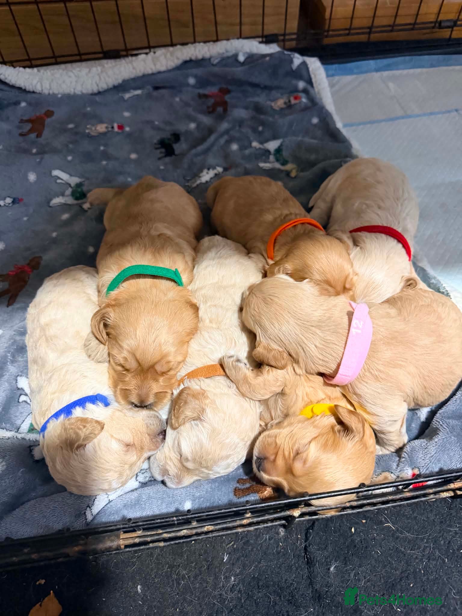Mixed Breed dogs Cockapoo x cavapoo puppies for sale  - Advert 1