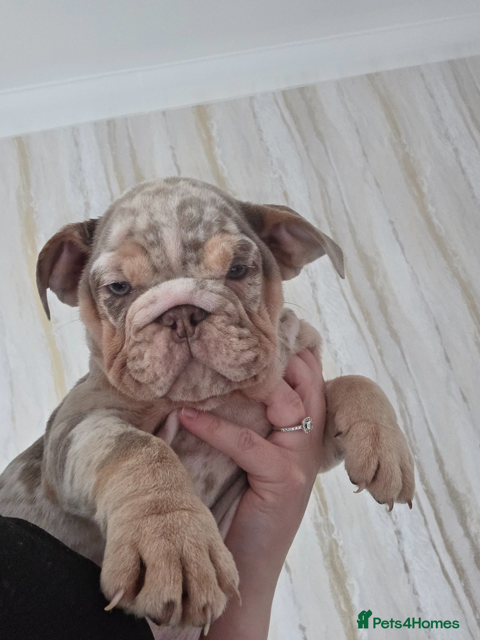 English Bulldog dogs British bulldog pups ready now  - Advert 14