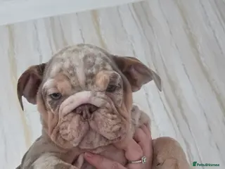 English Bulldog dogs British bulldog pups ready now - Advert 14