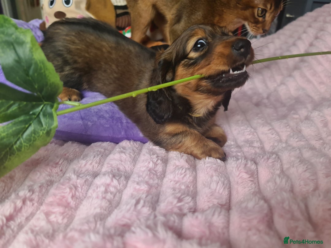Dachshund dogs for sale: Last one beautiful long-haired dachshunds girl 😍 - Image 24