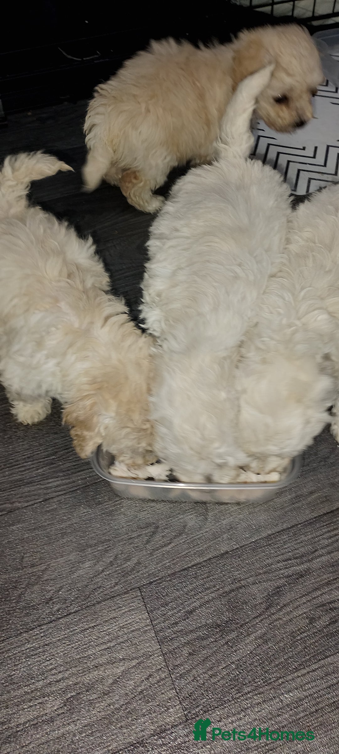 Poochon dogs for sale: Poochon  - Advert 17