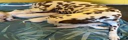 Dalmatian dogs for sale: Gorgeous chunky healthy Dalmatian puppies  - Advert 14