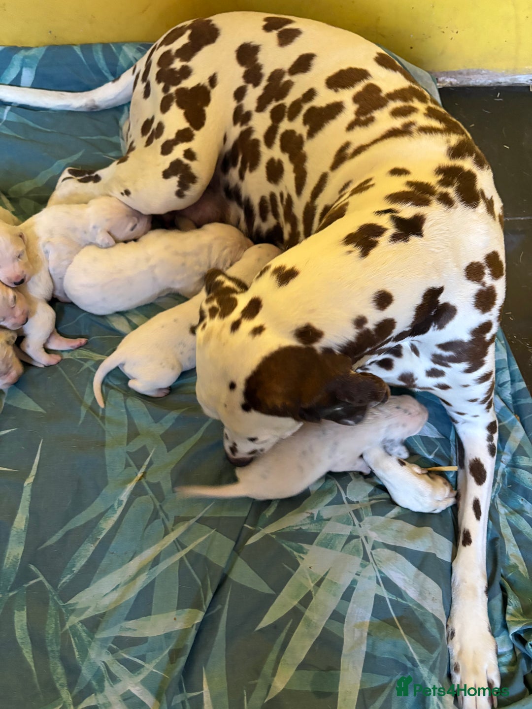 Dalmatian dogs for sale: Gorgeous chunky healthy Dalmatian puppies  - Image 14