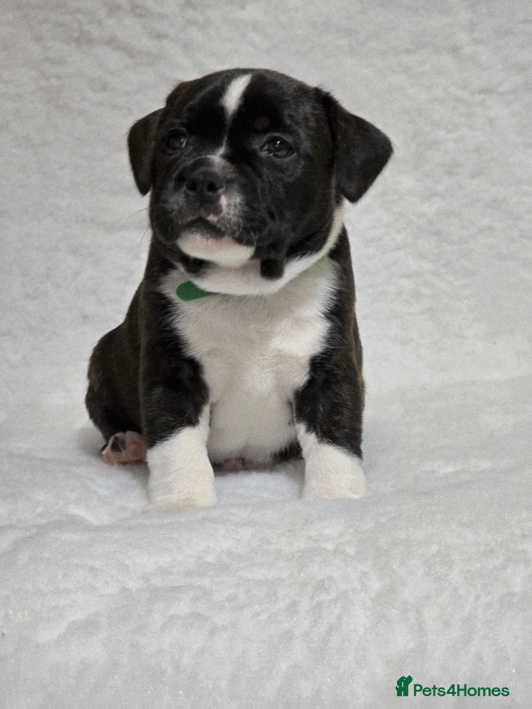 Staffordshire Bull Terrier dogs for sale: ✨️Outstanding SBT puppies✨️ - Advert 22