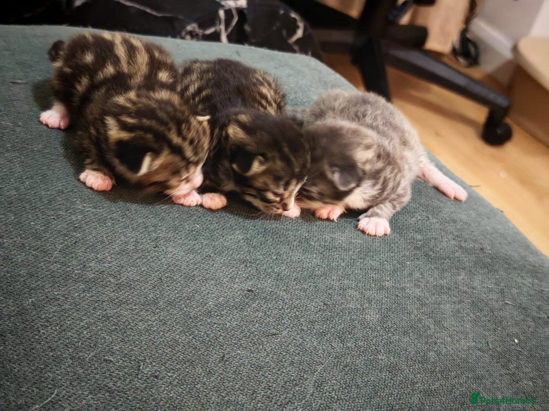 British Longhair cats for sale: 3 kittens ready for new home  - Image 1