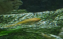 Plecos fish for sale: Bristlenose plecos  - Image 2
