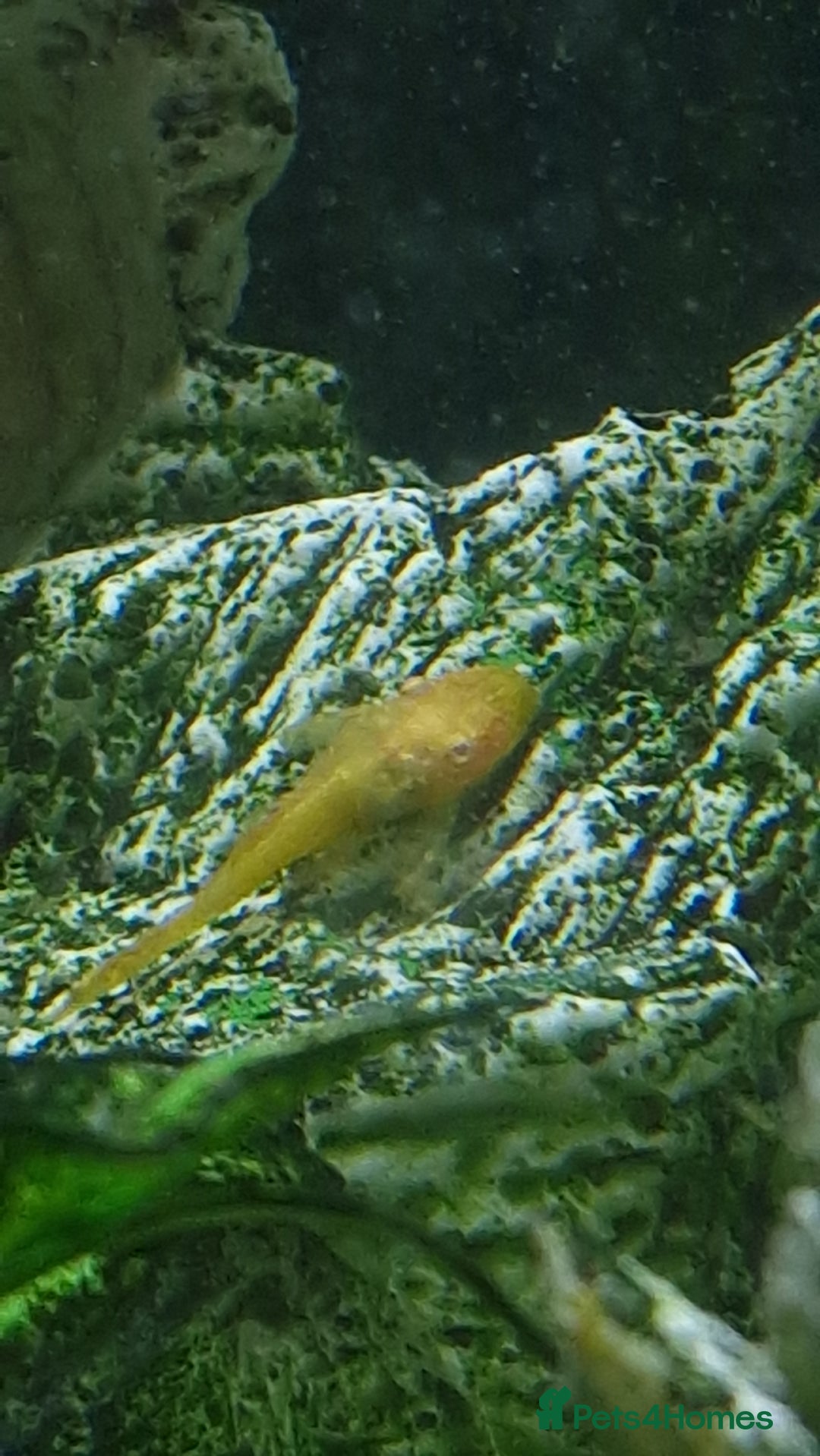 Plecos fish for sale: Bristlenose plecos  - Image 2