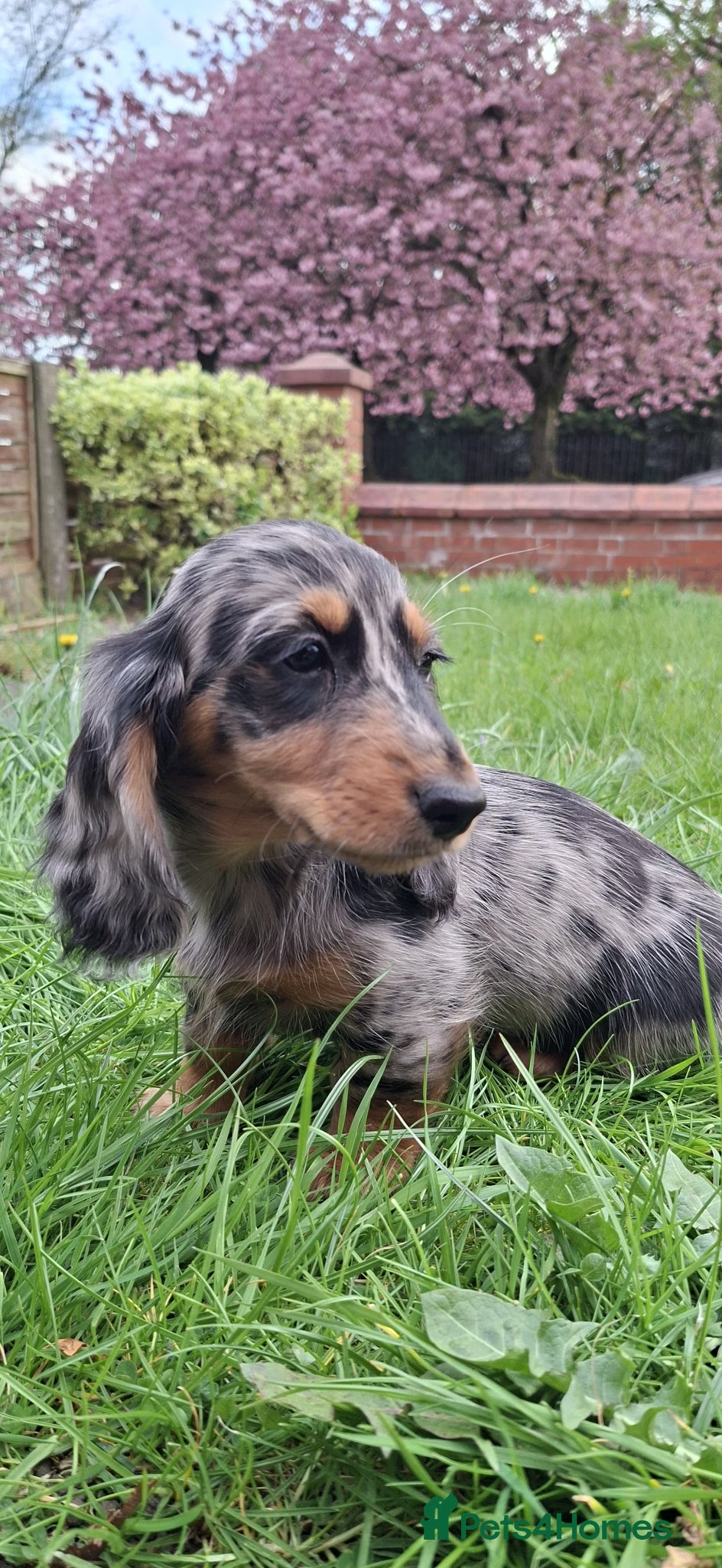Miniature Dachshund dogs FINAL 2 gorgeous longhaired daxies! 0.0% COI - Advert 5