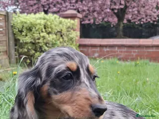 Miniature Dachshund dogs FINAL 2 gorgeous longhaired daxies! 0.0% COI - Advert 14