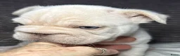 French Bulldog dogs for sale: French bulldog puppies Ready Now! - Advert 37
