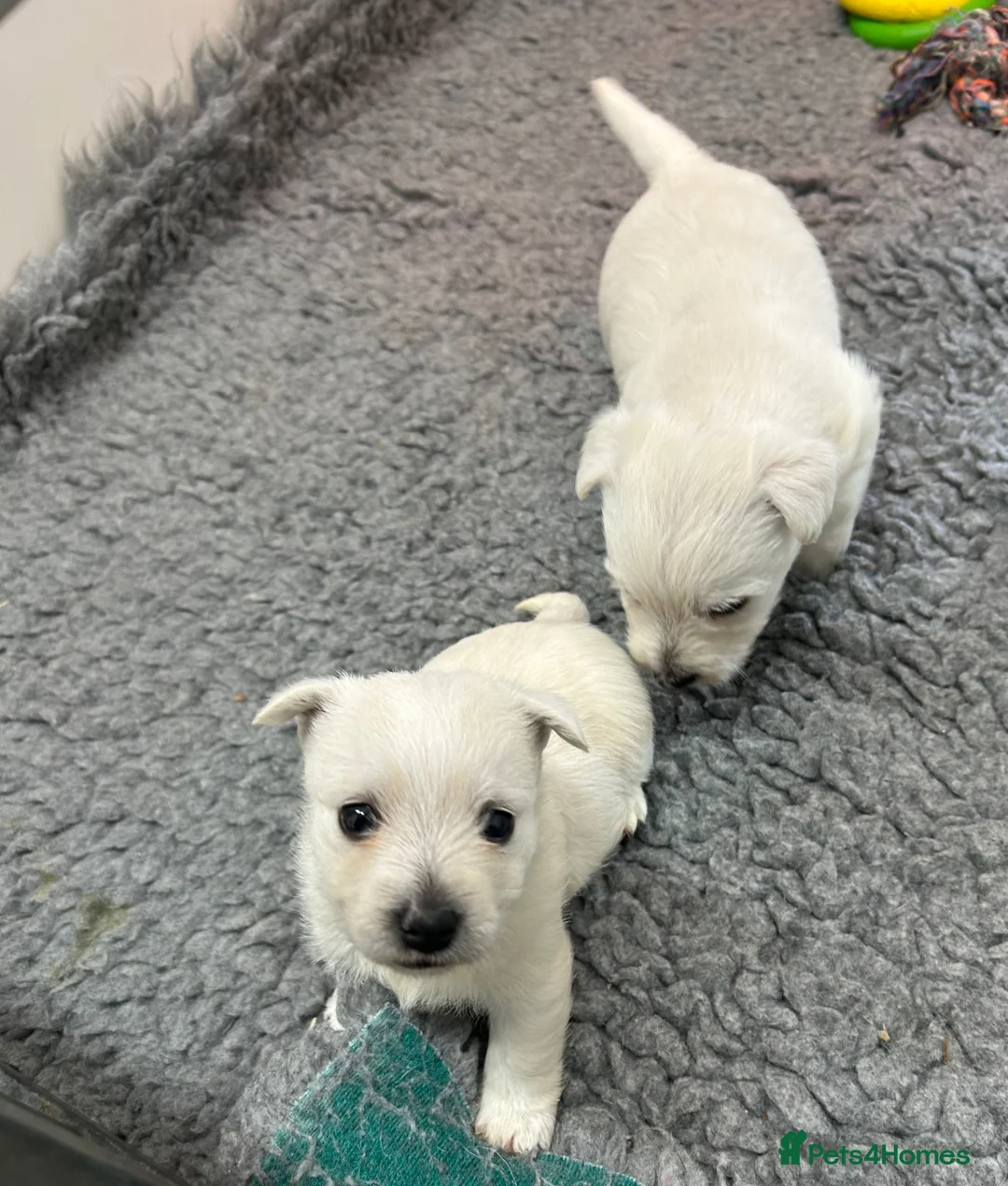 West Highland Terrier dogs for sale: Westie’s  - Advert 2