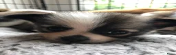 Chihuahua dogs for sale: Longhaired chihuahua puppies - Advert 31