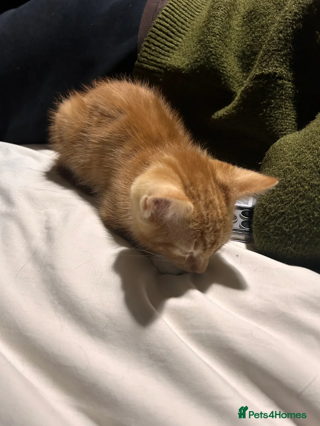 Mixed Breed cats for sale: Male Ginger Kitten - Advert 4