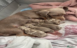 Miniature Dachshund dogs for sale: Miniature Isabella tan dapple/ blue and tan Girls - Image 1