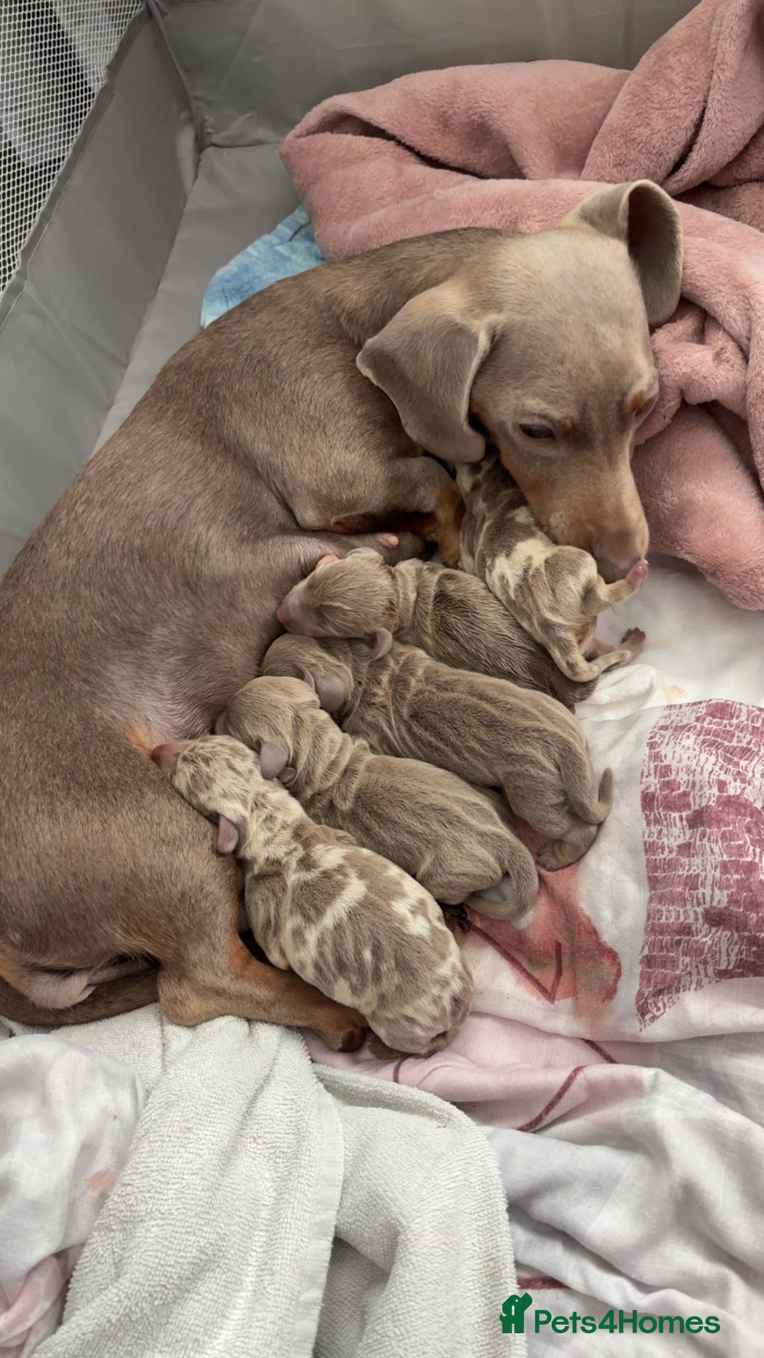 Miniature Dachshund dogs for sale: Miniature Isabella tan dapple/ blue and tan Girls - Image 1