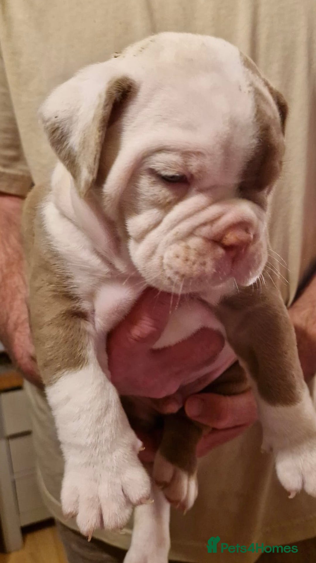 Olde English Bulldogge dogs for sale: Old English bulldog puppies GENERATIONAL - Advert 27