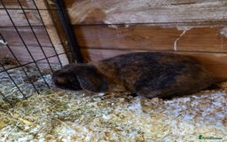 Mini Lop rabbits for sale: Mini plush lops - Image 19