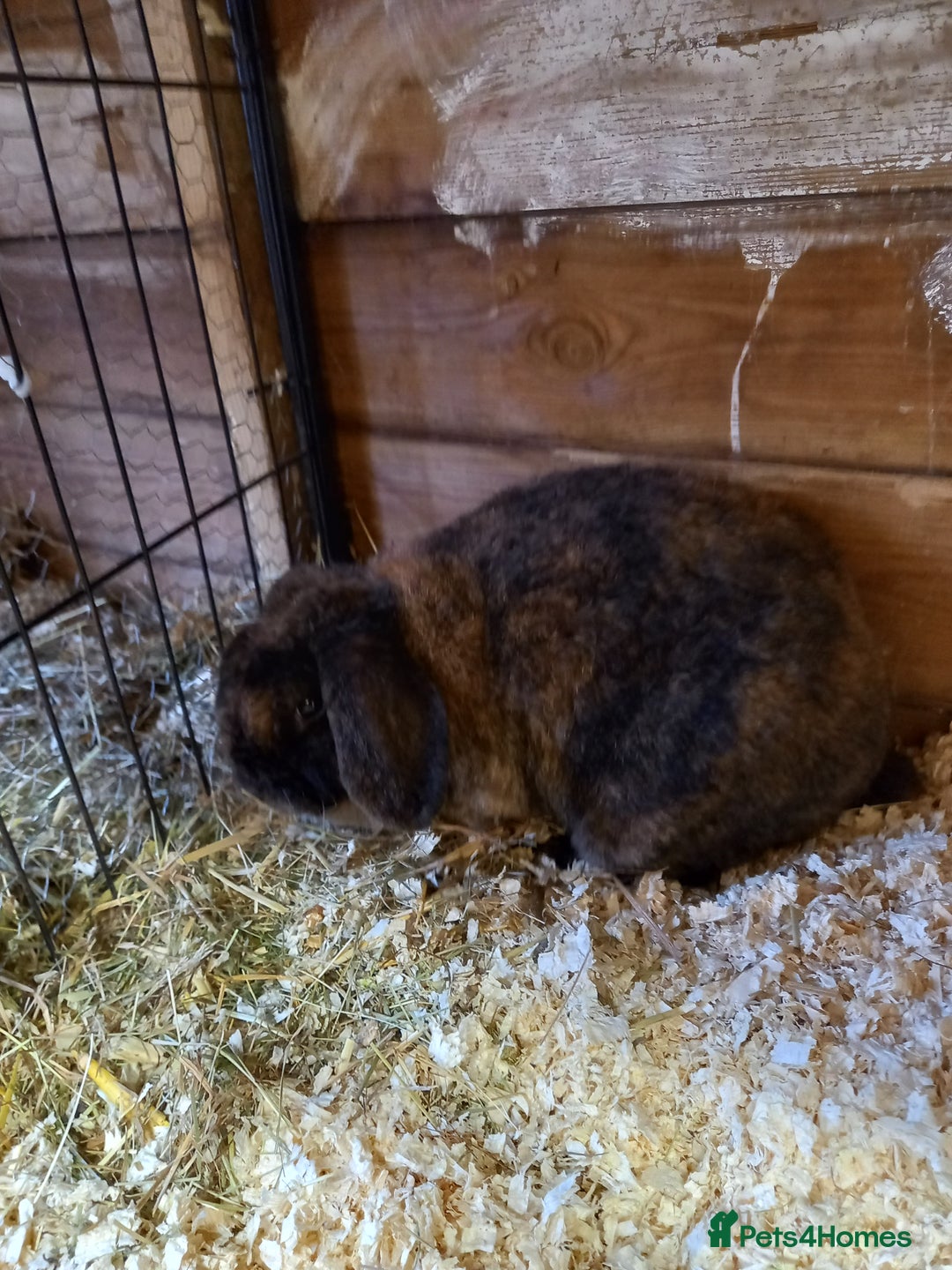 Mini Lop rabbits for sale: Mini plush lops - Image 19
