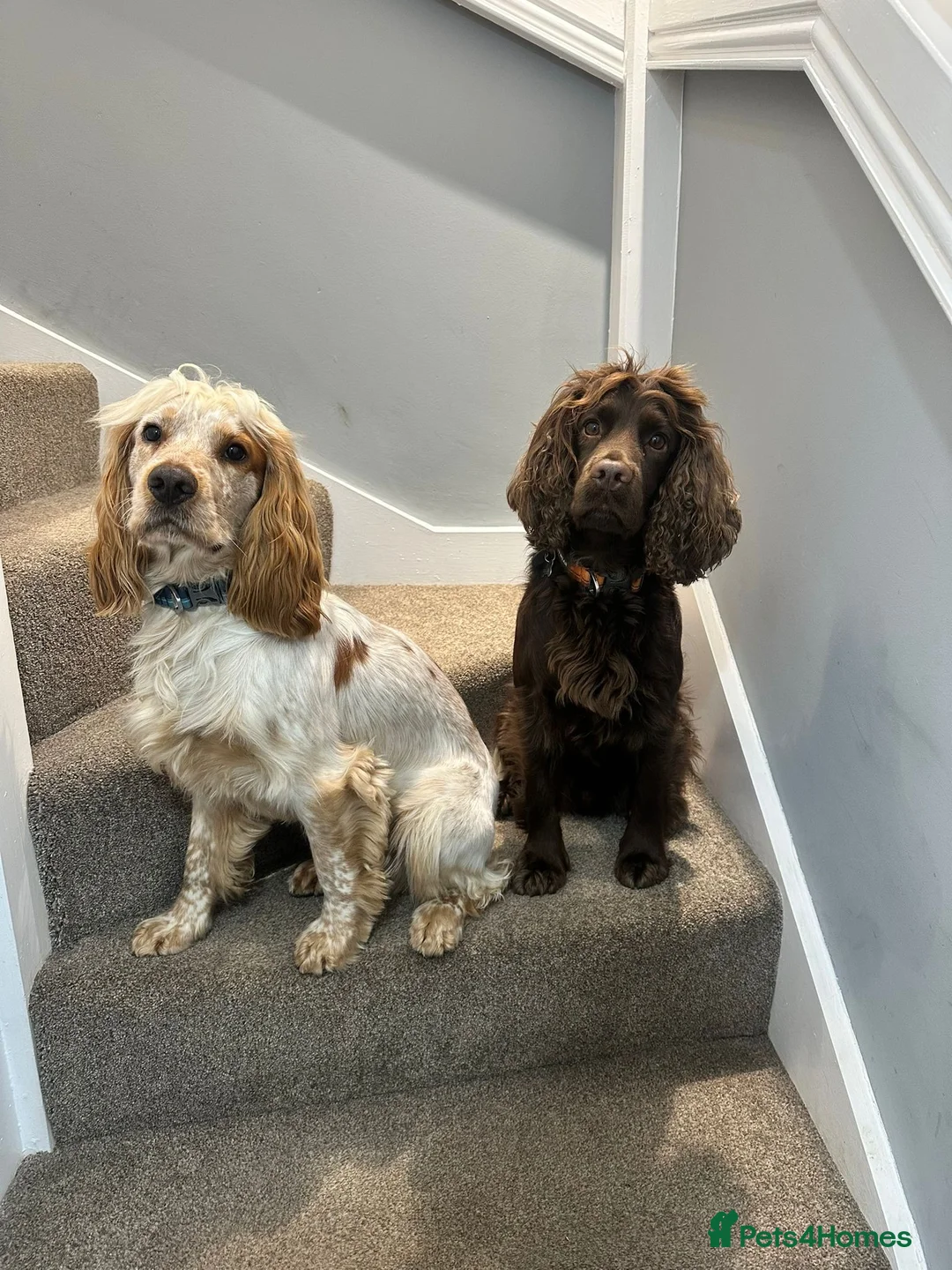 Cocker Spaniel dogs for sale: Ralf - 3 year old cocker spaniel - Advert 5