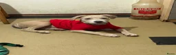 Staffordshire Bull Terrier dogs for sale: Little Prince  - Advert 6