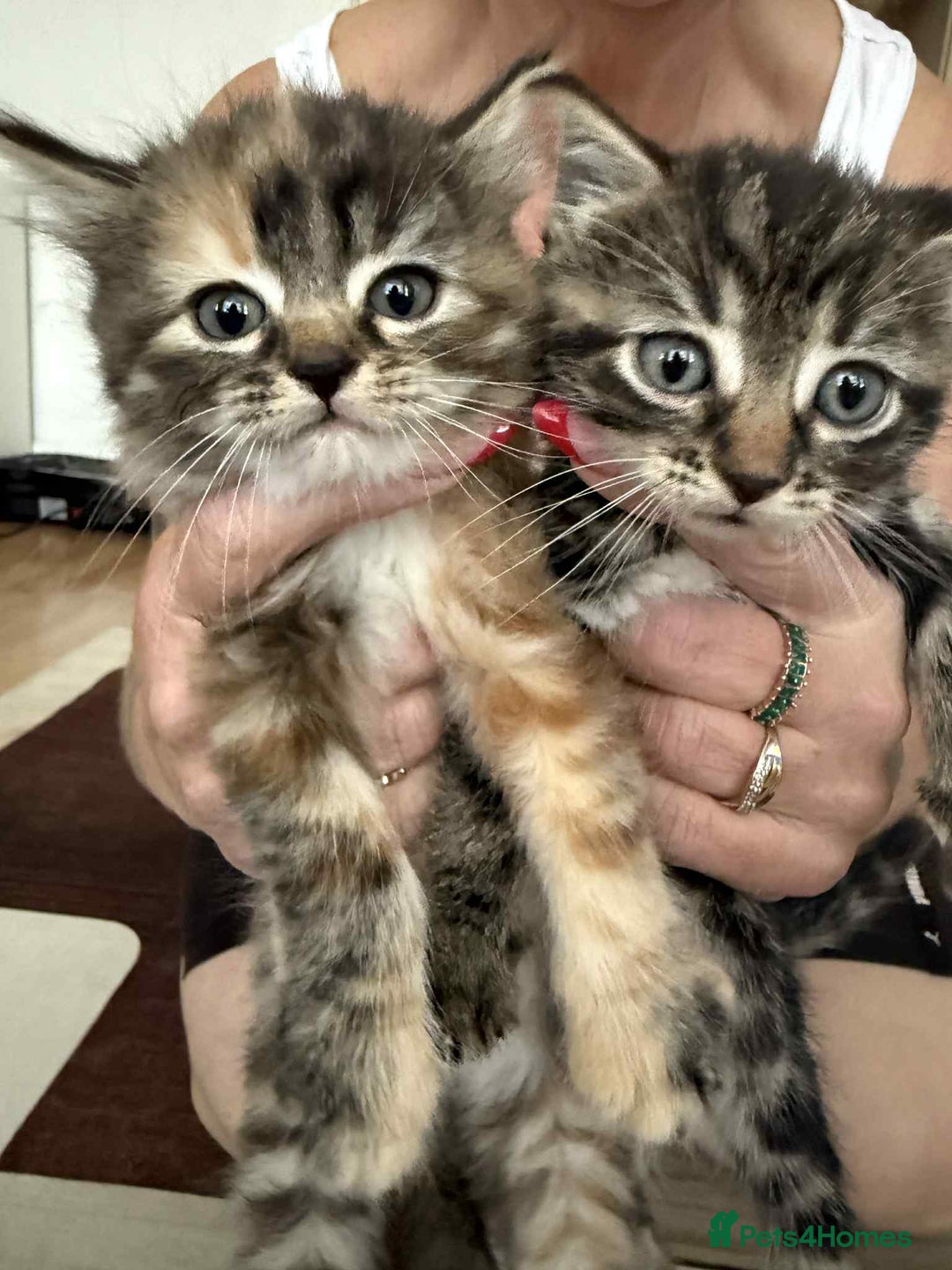 European cats for sale: Beautiful kittens  - Image 9