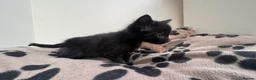 Mixed Breed cats for sale: Super friendly kittens used to dogs and children  - Advert 2