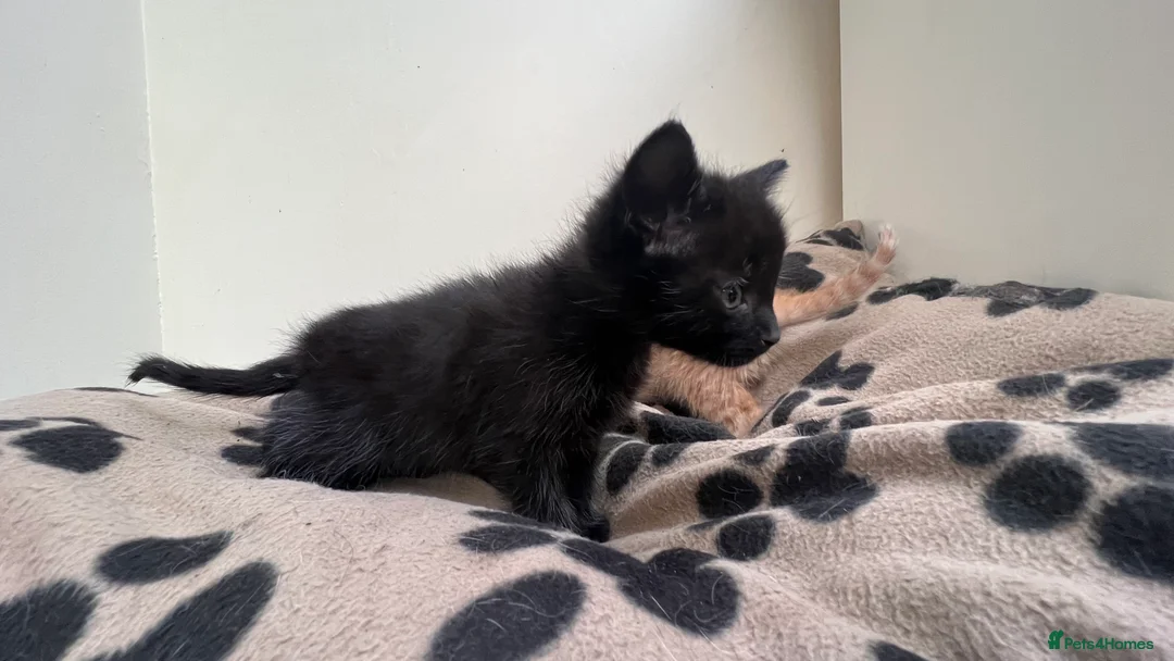 Mixed Breed cats for sale: Super friendly kittens used to dogs and children  - Advert 2