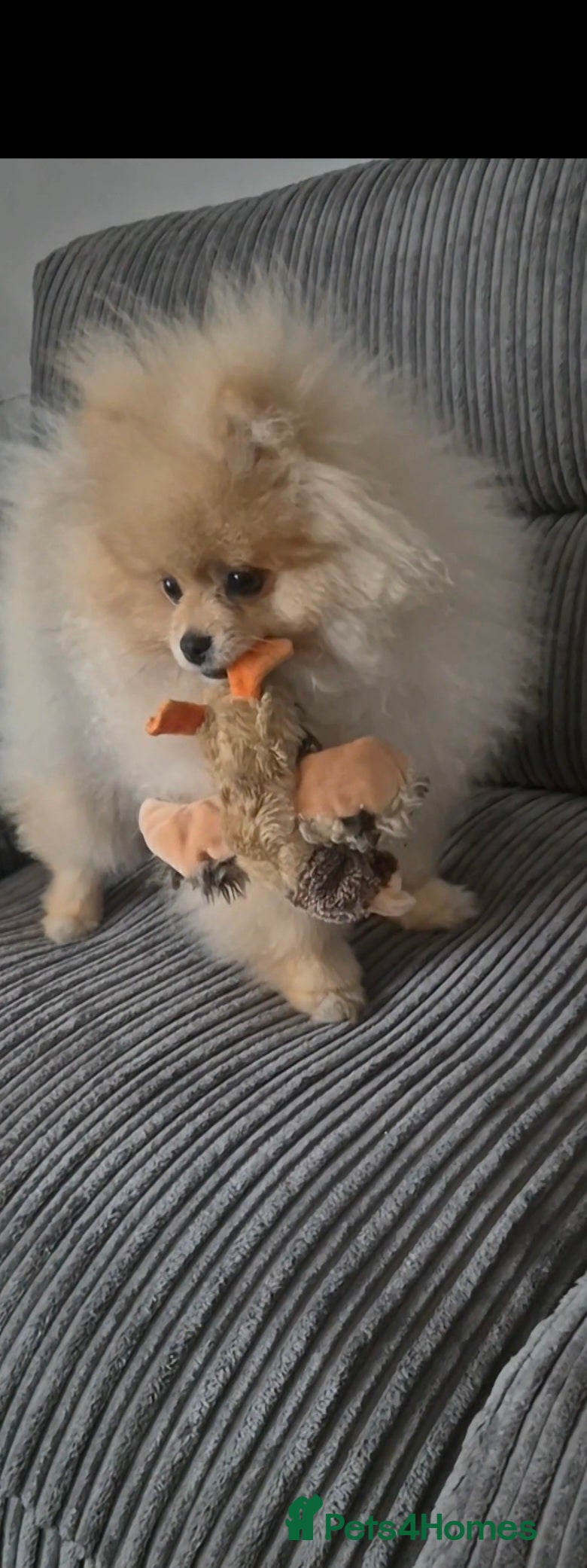 Pomeranian dogs 6 month old male pomeranian puppy - Advert 8