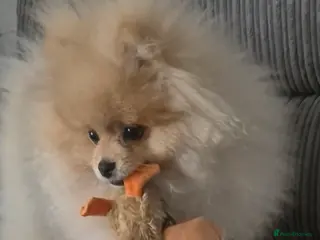 Pomeranian dogs 6 month old male pomeranian puppy - Advert 1