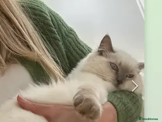 Ragdoll cats adorable kittens ready to go home soon - Advert 6