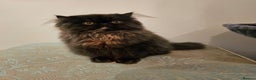 Persian cats for sale: Stunning Persian girl  - Advert 13