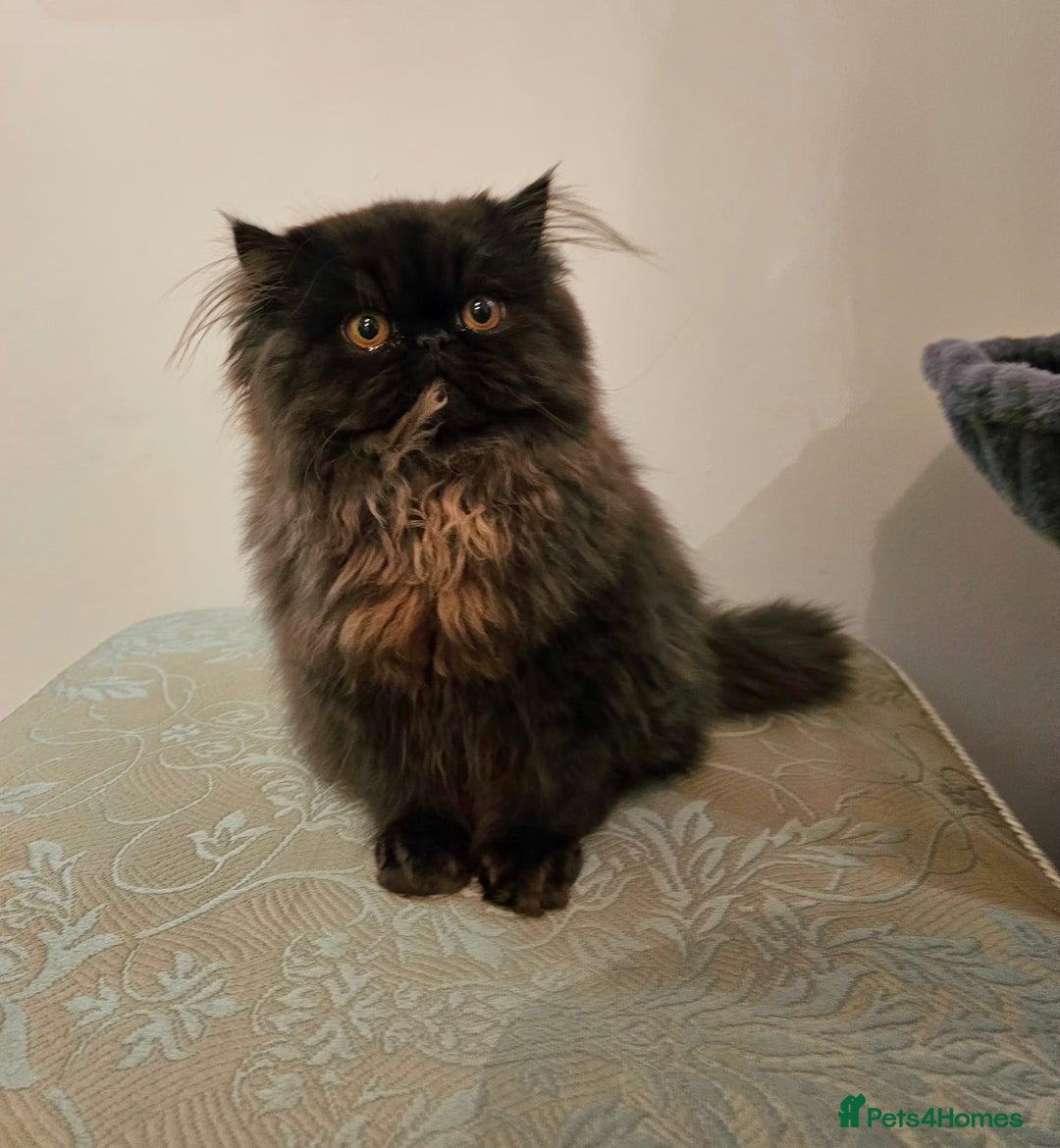 Persian cats for sale: Stunning Persian girl  - Advert 13