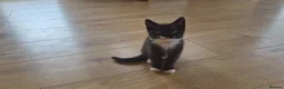 Mixed Breed cats for sale: Two female black and white kittens for sale - Advert 14